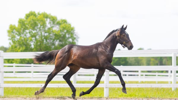 Foto: Emine Lundsten/Menhammar Stuteri