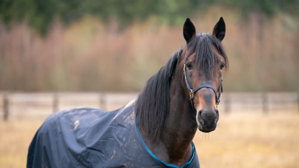 Foto: THOMAS BLOMQVIST / TR BILD