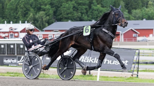 Gör Som Jag Vill ska göra ett försök att utmana storfavoriten Bleke Borken.