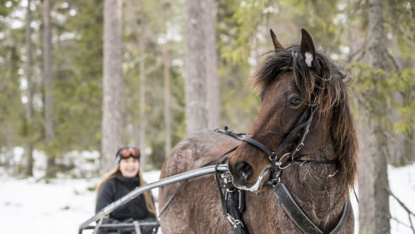 Foto: JENNY REHNMAN / TR BILD