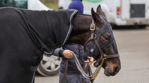 Foto: BRUNO VANDEVELDE/LE TROT