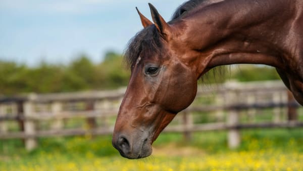 Foto: THOMAS BLOMQVIST / TR BILD