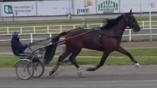 Van Gogh Z.S. har varit borta från tävlingsbanan i nästan fyra år. På torsdag är det dock dags för kvallopp i ny regi.