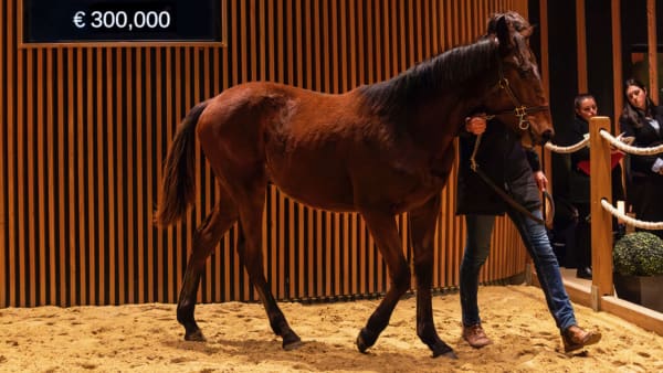 Foto: ARQANA TROT