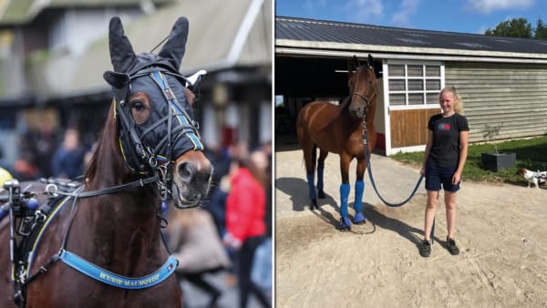 Foto: Bruno Vandevelde/LeTrot/Privat/Montage