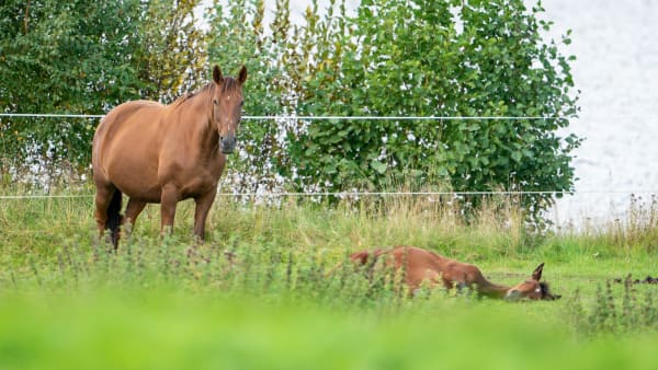 Foto: THOMAS BLOMQVIST/TR BILD