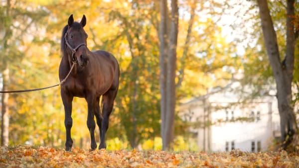 Foto: EMINE LUNDSTEN