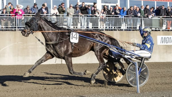 Foto: HESTEGUIDEN.COM/TR BILD