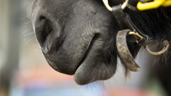 Foto: Anneli Åsén Carlsson