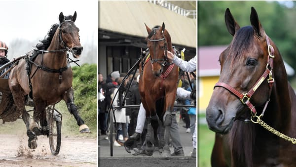 Foto: Lars Jakobsson/Malin Albinsson/TR Bild/Montage