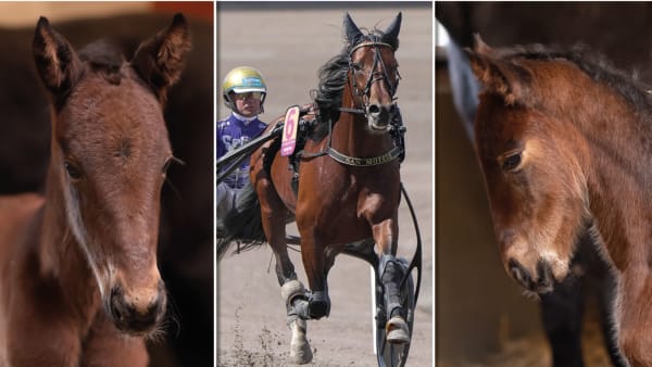 Foto: Emine Lundsten/Menhammar/TR Bild/Montage