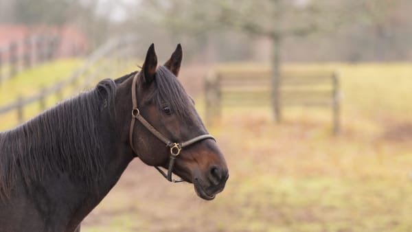 Foto: THOMAS BLOMQVIST / TR BILD