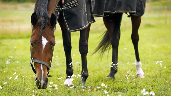 Foto: MARIA HOLMÉN / TR BILD