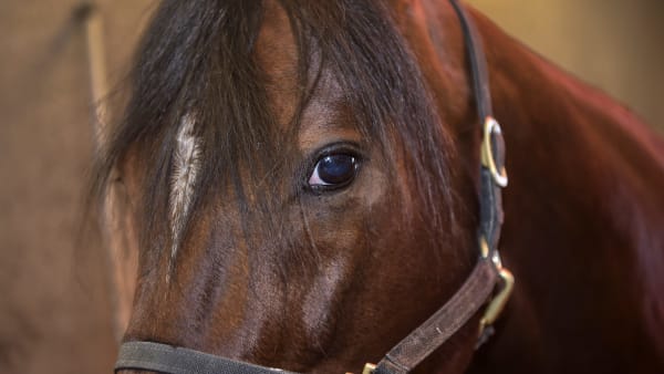 Foto: LARS JAKOBSSON / TR BILD