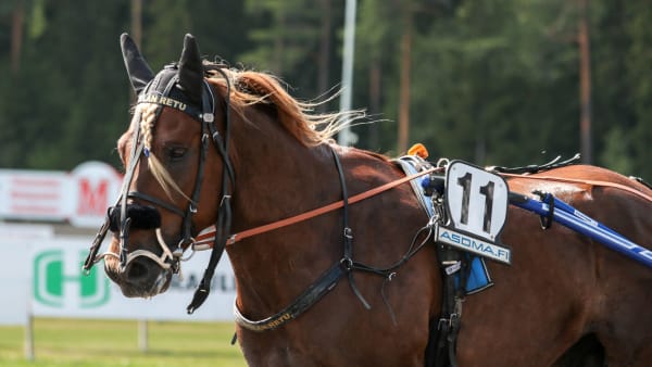 Foto: Ida Laine/Suomen Hippos