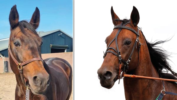 Foto: Privat/Mia Törnberg/TR Bild