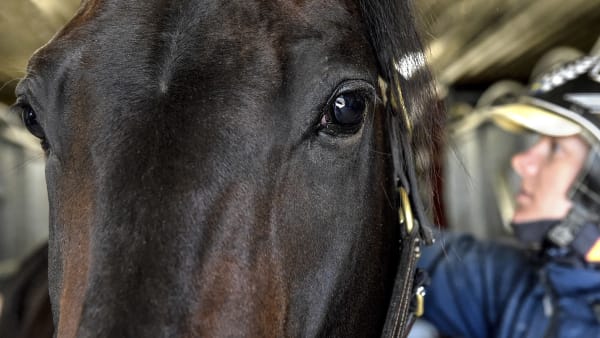 Foto: LARS JAKOBSSON / TR BILD