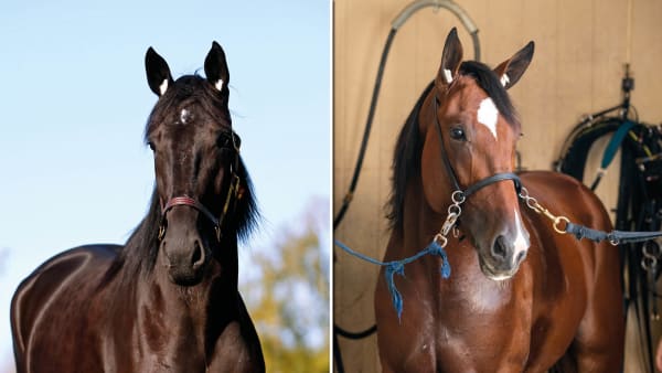 Foto: Maria Holmén/Thomas Blomqvist/TR Bild/Montage