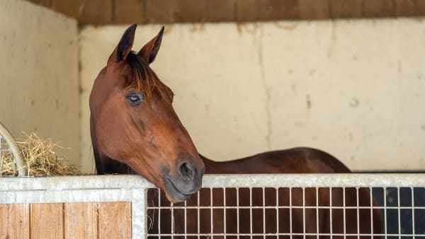 Foto: THOMAS BLOMQVIST / TR BILD