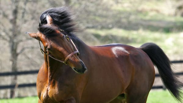 Foto: MIA TÖRNBERG/TR BILD