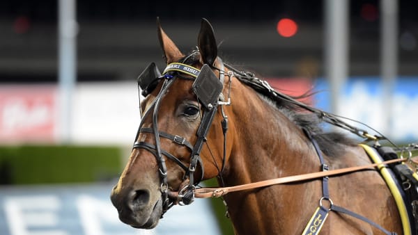 Foto: LARS JAKOBSSON / TR BILD