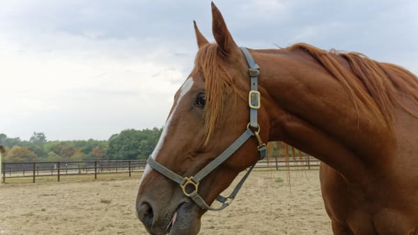 Foto: Jean-Luc Lamaère-LeTROT