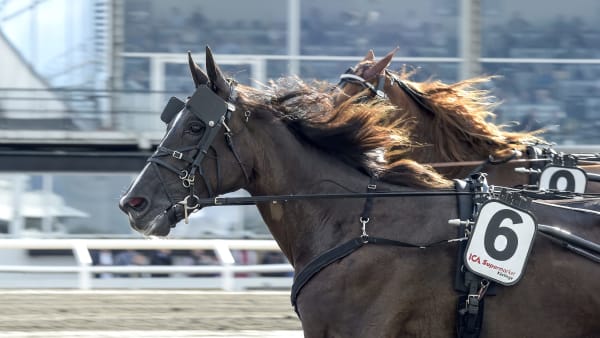 Foto: LARS JAKOBSSON / TR BILD