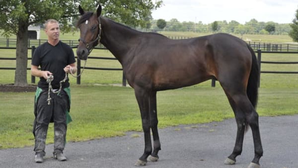 Foto: STEFAN MELANDER/STALLTZ.SE