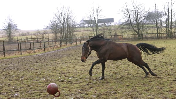 S.J.s Caviar på Brodda Stuteri.