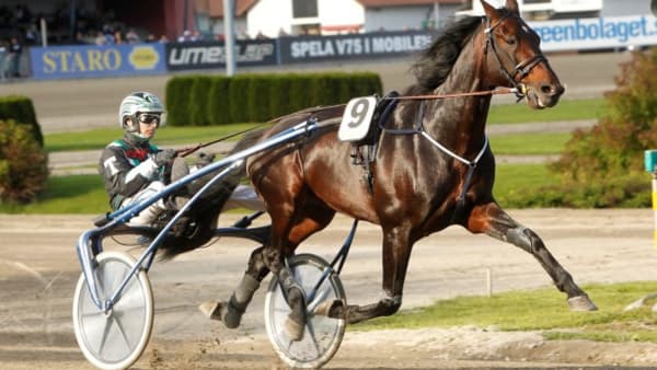 Foto: MICKE GUSTAFSSON/ALN