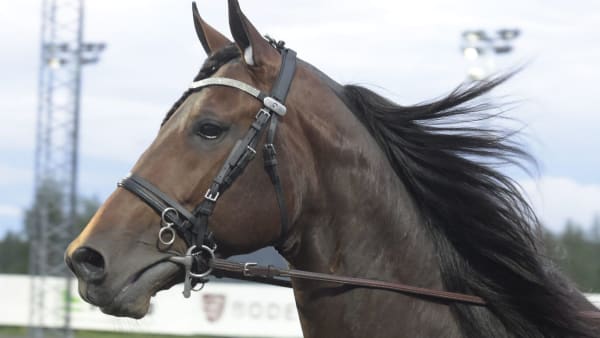 Foto: Petter Arvidson, Leif Norberg/ALN