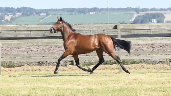 Foto: MENHAMMAR ONLINE SALES