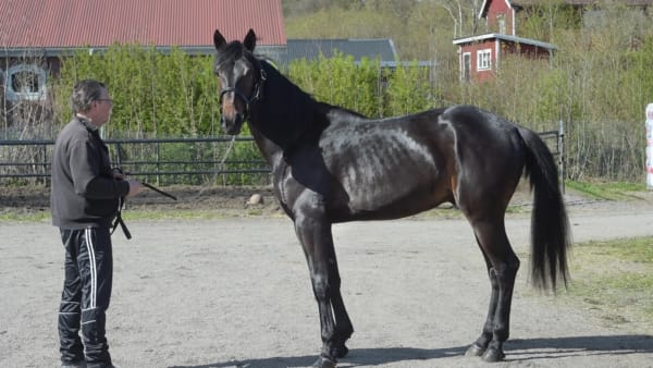 Foto: LARS JAKOBSSON / TR BILD