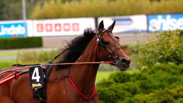 Foto: MARIA HOLMÉN/TRAVRONDEN