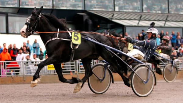 Foto: MARIA HOLMÉN/TRAVRONDEN