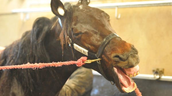 Foto: Simon Hagen/stalltz.se