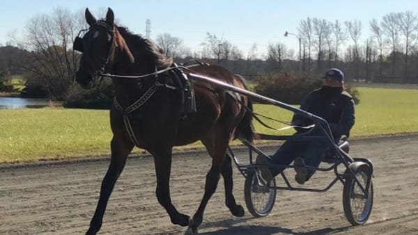 Foto: STALL MARCUS MELANDER