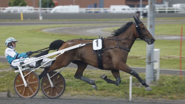 Foto: ROGER SVALSRÖD/HESTEGUIDEN