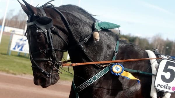 Foto: MICKE GUSTAFSSON/ALN