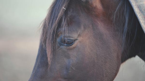 Foto: Simon Hagen/stalltz.se