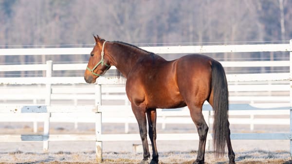 Foto: Emine Lundsten/Menhammar Stuteri