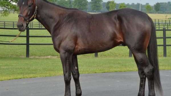 Foto: STEFAN MELANDER/STALLTZ.SE