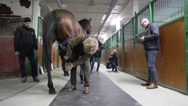 Foto: SVENSK TRAVSPORT