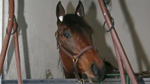 Foto: JEANNIE KARLSSON/TRAVRONDEN