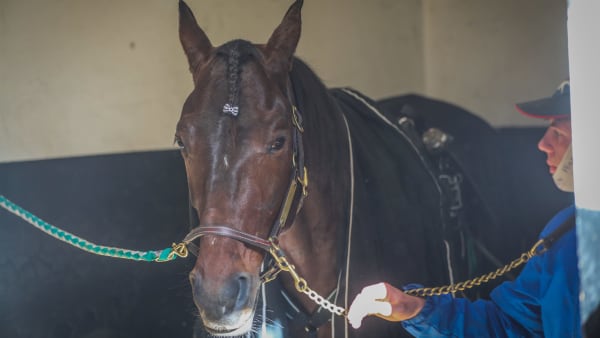 Foto: BRUNO VANDEVELDE/LE TROT