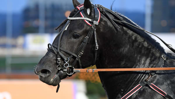 Foto: MALIN ALBINSSON / TR BILD