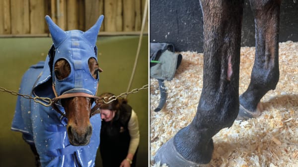 Foto: LARS JAKOBSSON/TR BILD/PRIVAT/MONTAG