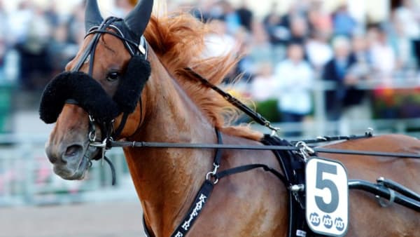 Foto: ANNA PERSSON/TRAVRONDEN