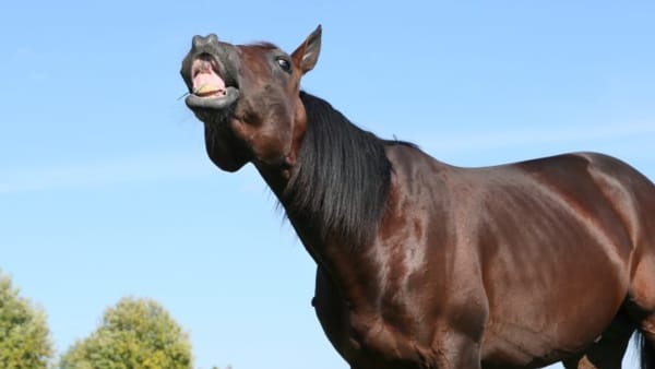 Foto: JEANNIE KARLSON