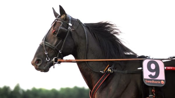 Foto: JÖRGEN TUFVESSON/ALN